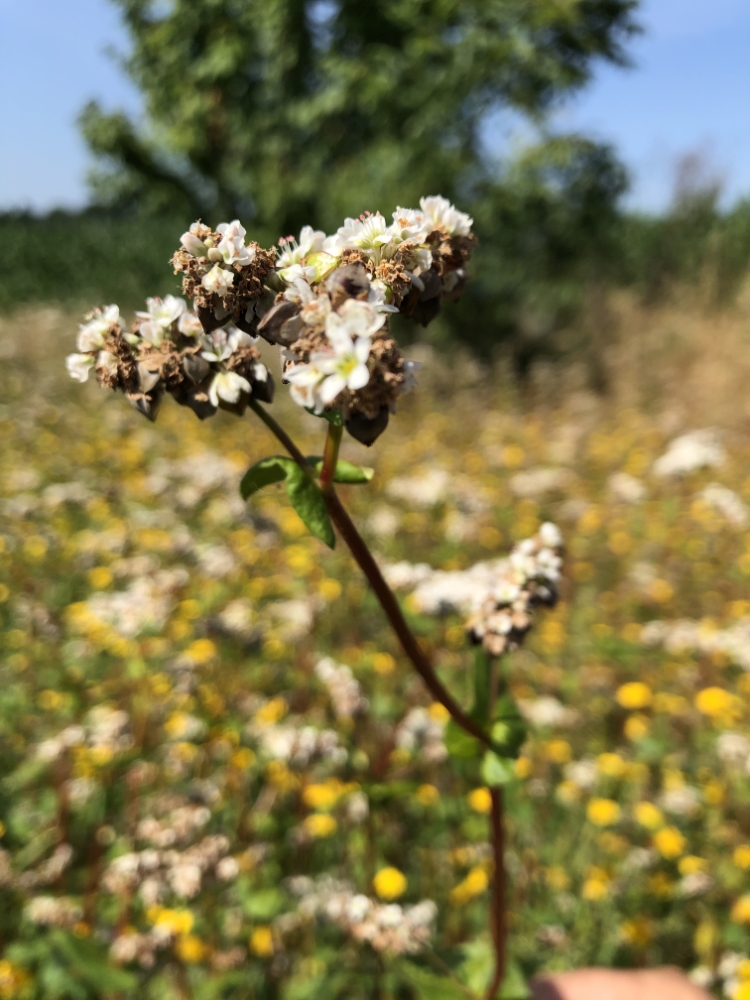 Moulin De Carmenais Farine De Sarrasin Nantes MEUNERIE SAINT SERVANT 1