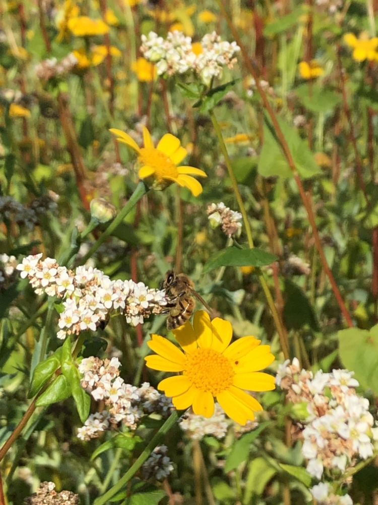 Moulin De Carmenais Farine De Sarrasin Nantes MEUNERIE SAINT SERVANT 2