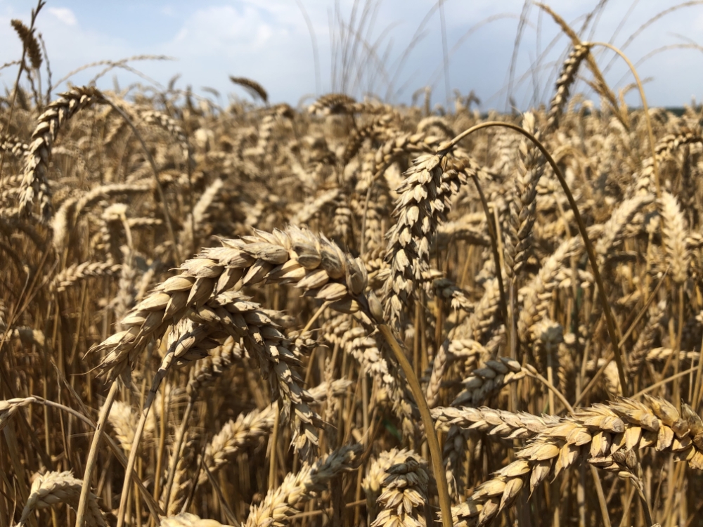 Moulin De Carmenais Farine De Sarrasin Nantes MEUNERIE SAINT SERVANT 5